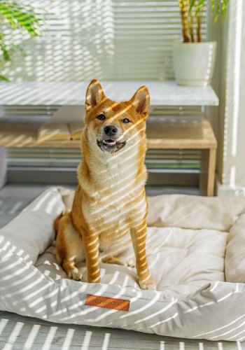 ANIMOOD Milo quiltet hundeseng, rektangulr - beige fljl stof (76x60)