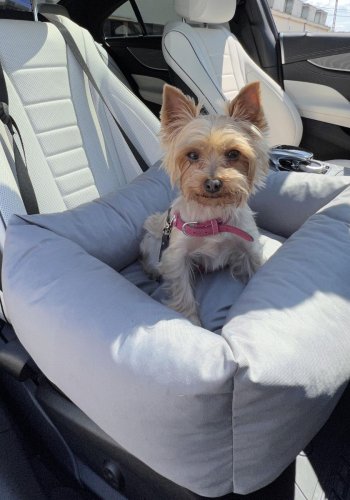 ANIMOOD Julian autosde til kledyr, rektangulr - gr (56x51)