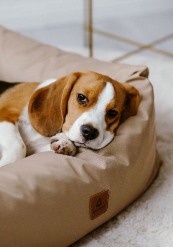 ANIMOOD Maurice hundeseng, rektangulr - cappuccino brun og wigofil (100x82)