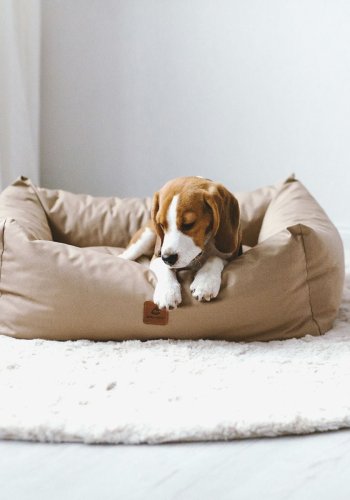ANIMOOD Maurice hundeseng, rektangulr - cappuccino brun og wigofil (100x82)