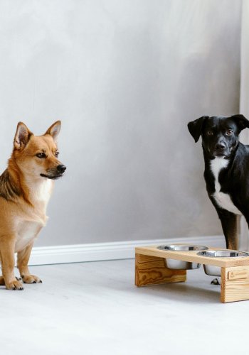 ANIMOOD Gloria stander til hundeskle, m. skle i rustfrit stl - natur fyrretr (36x12)