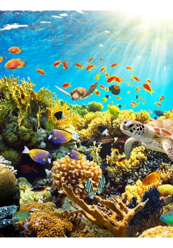 ARTGEIST - Fototapet med det vilde dyreliv i havet - Flere strrelser