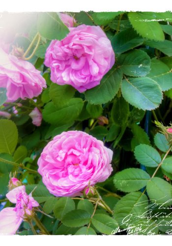 ARTGEIST - Fototapet med flotte lyserde blomster - Flere strrelser