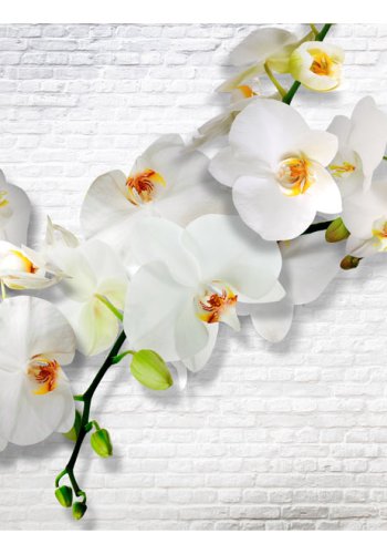 ARTGEIST fototapet - The Urban Orchid, hvid smuk orkidé (flere strrelser)