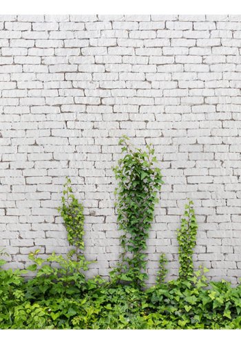 ARTGEIST fototapet - Creeping ivy, r mustensvg med frisk grnne blade (flere strrelser)