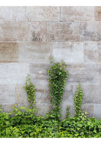 ARTGEIST fototapet - The Forgotten Garden rustik mur med grnne blade (flere strrelser)