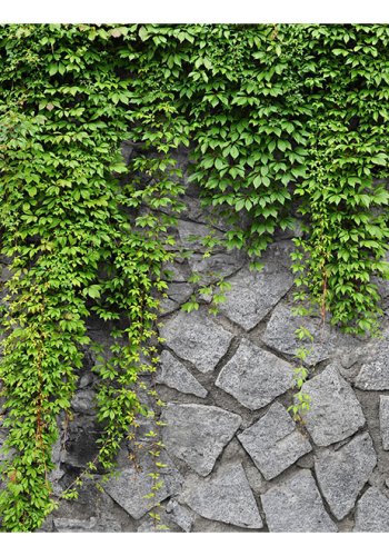 ARTGEIST fototapet - Green wall, R gr sten med friske blade (flere strrelser)