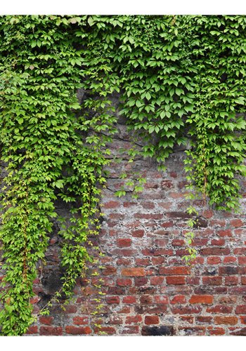 ARTGEIST fototapet - Brick and ivy, rt musten med friske grnne blade (flere strrelser)