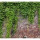 ARTGEIST fototapet - Brick and ivy, rt musten med friske grnne blade (flere strrelser)