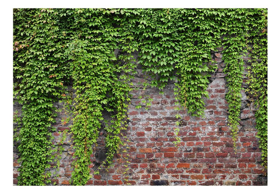ARTGEIST fototapet - Brick and ivy, rt musten med friske grnne blade (flere strrelser)