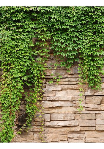 ARTGEIST fototapet - Ivy wall, r cremefarvede sten med friske grnne blade (flere strrelser)
