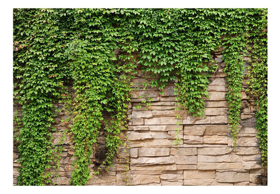 ARTGEIST fototapet - Ivy wall, r cremefarvede sten med friske grnne blade (flere strrelser)