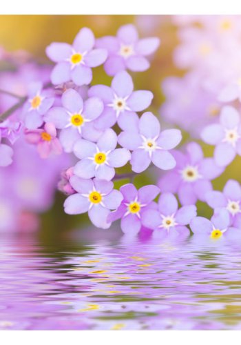 ARTGEIST fototapet -  Violet Petals In Bloom, violette blomster (flere strrelser)