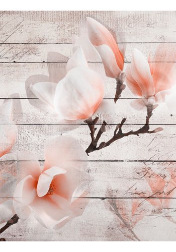 ARTGEIST fototapet - Subtlety of the Magnoli, smuk blomst i blde farver (flere strrelser9)