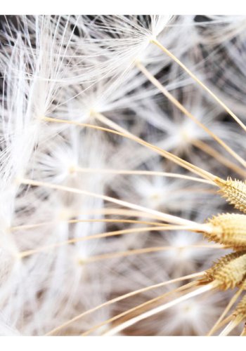 ARTGEIST fototapet - Fluffy dandelion, nrbillede af mlkebtte (flere strrelser)