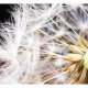 ARTGEIST fototapet - Fluffy dandelion, nrbillede af mlkebtte (flere strrelser)