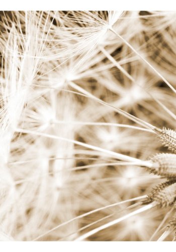 ARTGEIST fototapet - Dandelion - sepia, nrbillede af mlkebtte (flere strrelser)