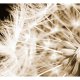 ARTGEIST fototapet - Dandelion - sepia, nrbillede af mlkebtte (flere strrelser)
