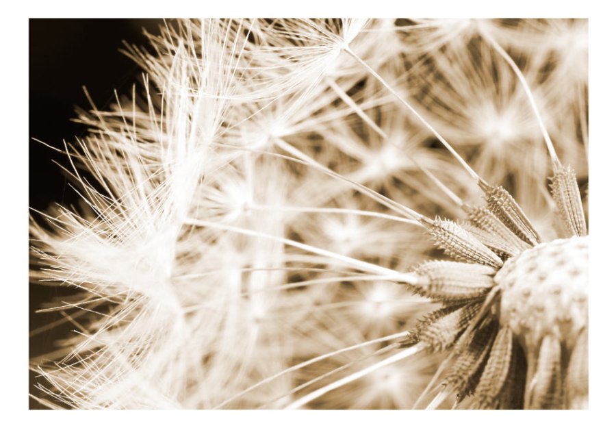 ARTGEIST fototapet - Dandelion - sepia, nrbillede af mlkebtte (flere strrelser)