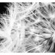 ARTGEIST fototapet - Dandelion, nrbillede af mlkebtte i sort/hvid (flere strrelser)