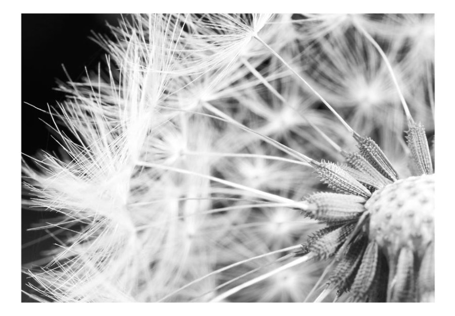 ARTGEIST fototapet - Dandelion, nrbillede af mlkebtte i sort/hvid (flere strrelser)
