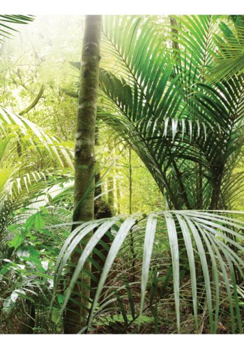 ARTGEIST - Fototapet med motiv fra junglen - Flere strrelser