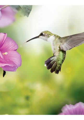 ARTGEIST - Fototapet med kolibri der indsamler nektar fra blomst - Flere strrelser