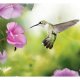 ARTGEIST - Fototapet med kolibri der indsamler nektar fra blomst - Flere strrelser