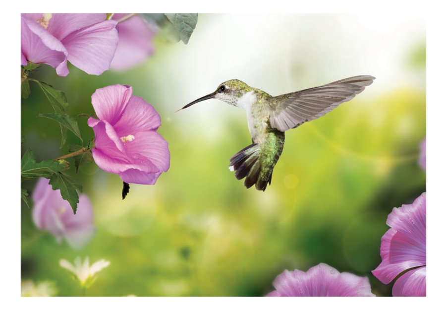 ARTGEIST - Fototapet med kolibri der indsamler nektar fra blomst - Flere strrelser