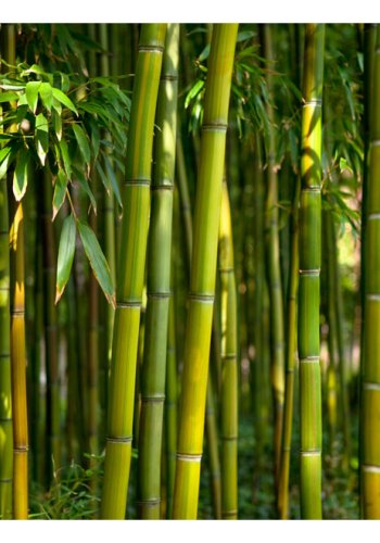 ARTGEIST fototapet - Oriental Garden