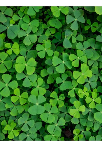 ARTGEIST Fototapet - Green Clover, klevrmark (flere strrelser)