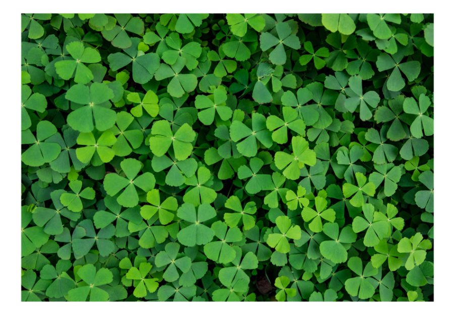 ARTGEIST Fototapet - Green Clover, klevrmark (flere strrelser)