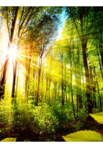 ARTGEIST fototapet - Forest Hideout, smuk skov (flere strrelser)