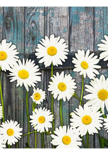 ARTGEIST Fototapet - Return to the Innocence, margueritter (flere strrelser)