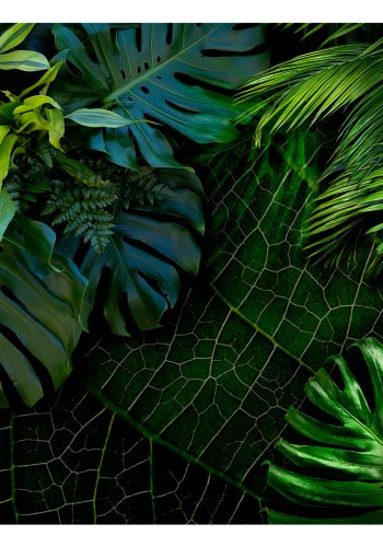 ARTGEIST Fototapet - Dark Jungle, jungleplanter (flere strrelser) 
