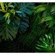 ARTGEIST Fototapet - Dark Jungle, jungleplanter (flere strrelser) 