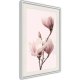 ARTGEIST Plakat med ramme - Blooming Magnolias III