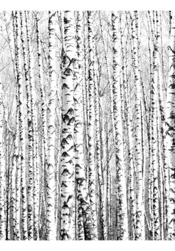 ARTGEIST - Fototapet af en tt skov af birketrer - Flere strrelser
