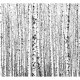 ARTGEIST - Fototapet af en tt skov af birketrer - Flere strrelser