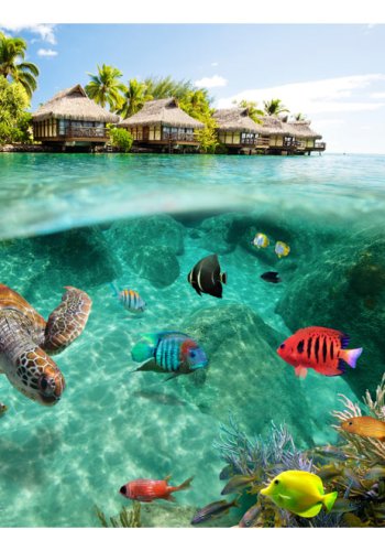 ARTGEIST - Fototapet med dyrelivet under vandet p Maldiverne - Flere strrelser