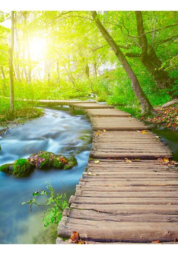 ARTGEIST fototapet - Green forest, bro i smuk skov (flere strrelser)