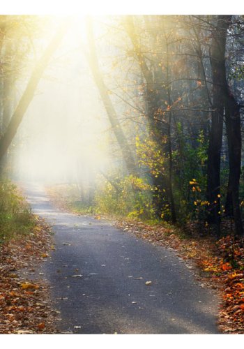 ARTGEIST Fototapet - Road through the Forest, klig skov (flere strrelser)
