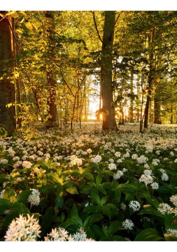 ARTGEIST - Fototapet af skovbund fyldt med hvide blomster - Flere strrelser