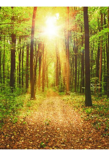 ARTGEIST fototapet - Mirror of Nature, idyllisk skovsti (flere strrelser)