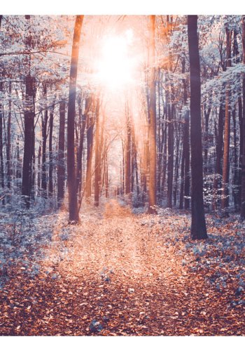 ARTGEIST fototapet - Edge of the Sun, skov med smukt lys fra sol (flere strrelser)