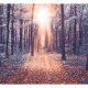 ARTGEIST fototapet - Edge of the Sun, skov med smukt lys fra sol (flere strrelser)