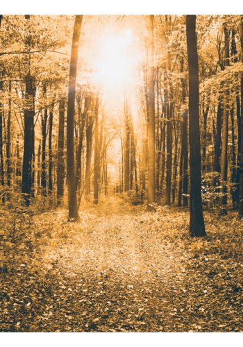 ARTGEIST fototapet - Magical Light, skov i gule toner med (flere strrelser)