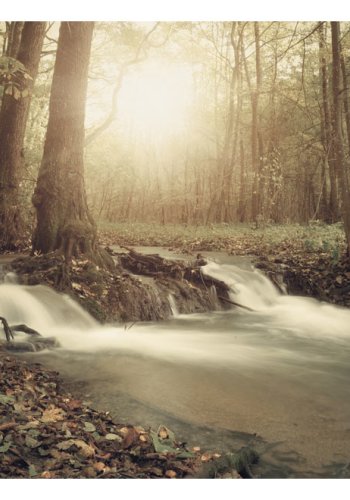 ARTGEIST fototapet - Forest Cascade, lille smukt vandfald