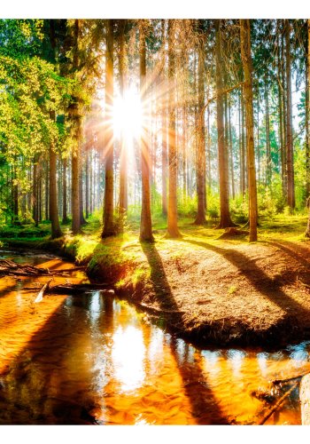 ARTGEIST fototapet - Marvelous Forest, Smuk udsigt i skoven (flere strrelser)