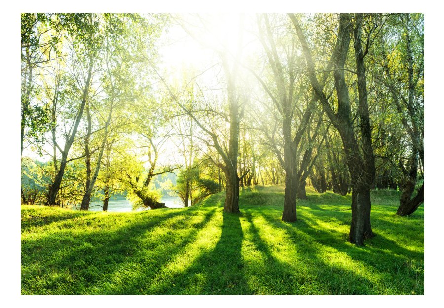 ARTGEIST Fototapet - Sunny May Day, solrig dag i skov (flere strrelser)